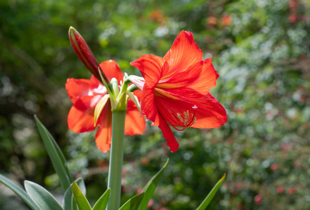 bel fiore rosso amaryllis in un giardino - amaryllis foto e immagini stock