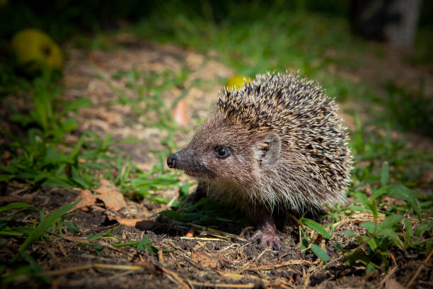 istock Hedgehog close-up in the summer garden. 1357285030