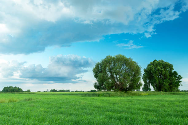 istock Large trees on a meadow and clouds on the sky 1357286660
