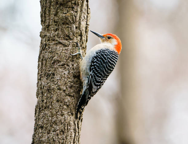 istock Red-Bellied Woodpecker 1357287898