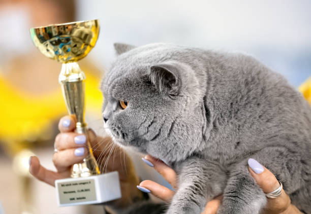 Winner Cat stock photo
