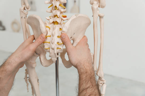doktor mann zeigt auf becken des menschlichen skeletts anatomisches modell. physiotherapeut erklärt gelenkmodell. chiropraktiker oder osteopath zeigt auf das skelett des menschlichen körpers. anatomie der knochen hautnah - pelvic bone stock-fotos und bilder