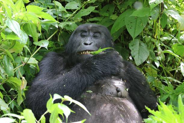 istock mountain gorilla (gorilla beringei beringei) - Bwindi Nationalpark, Uganda, Africa 1357290276