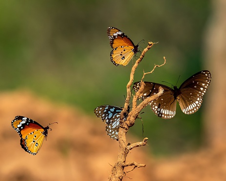 a Monarch butterfly as it delicately hangs upside down from a lilac flower. This close-up shot captures a serene moment of rest in the enchanting world of butterflies.