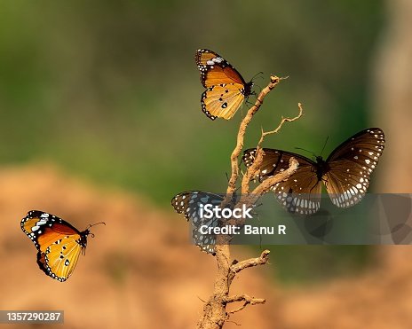 istock Monarch, Danaus plexippus is a milkweed butterfly (subfamily Danainae) in the family Nymphalidae butterfly in nature habitat 1357290287