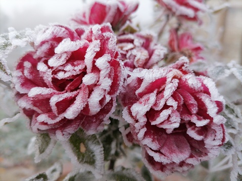 Closeup a red frozen roses covered in hoarfrost on a cold foggy day. Rose petals surrounded by crystals of ice and snow. The beginning of the winter season. Beautiful winter landscape.