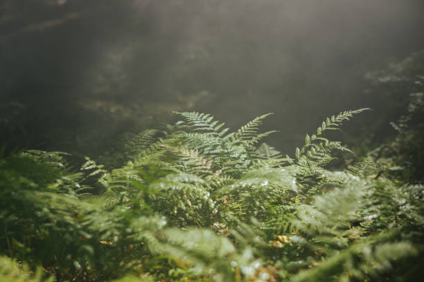 istock Undergrowth of a foggy forest 1357292348