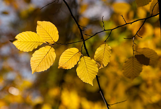istock Autumn branch in sunlight 135729327