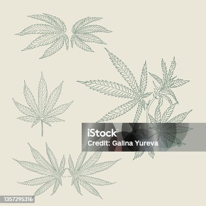 860+ Marijuana Leaf Drawing Illustrations, Royalty-Free Vector ...