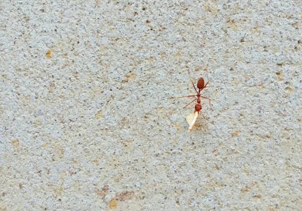Red ants are helping to move food. Teamwork concept.  cooperation, assistance, cooperation, unity of various organizations  copy space