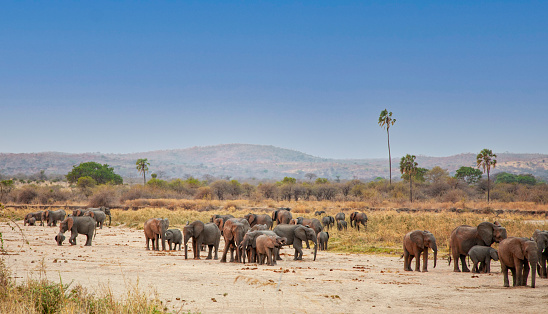 Botswana - august 4 2007  game drive at Chobe river - big family elephants