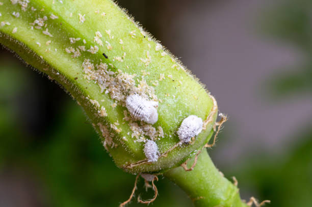 Mealybug infestation growth of plant. Macro of mealybug. Mealybugs on the okra plant. stock photo