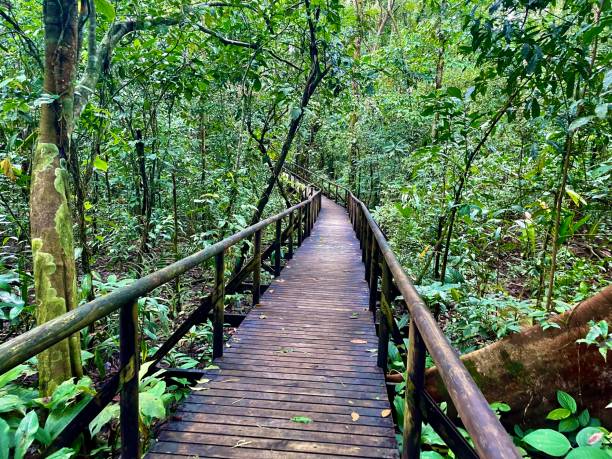 Elevated Walkway Rainforest Trail - Manuel Antonio National Park, Costa Rica stock photo