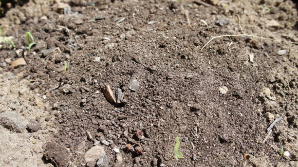 istock Soil in the vicinity, background soil with sand 1357298942
