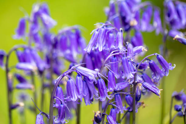 Bluebell flowers Flowering bluebells on a green background bluebell photos stock pictures, royalty-free photos & images