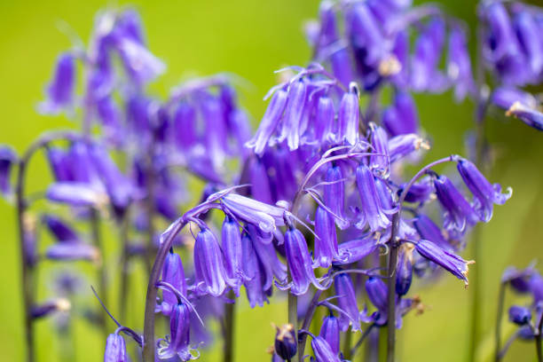 bluebell flowers - bluebell bildbanksfoton och bilder