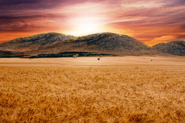золотая полевая пшеница - kansas wheat bread midwest usa стоковые фото и изображения