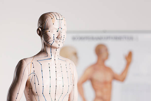 acupuncture model acupuncture model in front of a acupuncture signboard pressure point photos stock pictures, royalty-free photos & images