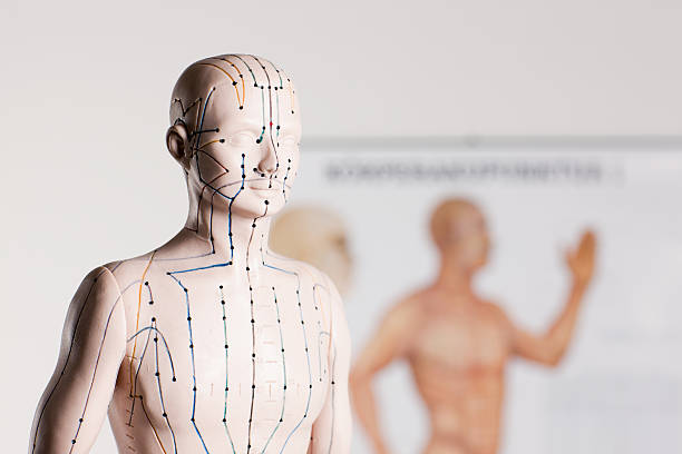 acupuncture model acupuncture model in front of a acupuncture signboard acupuncture model stock pictures, royalty-free photos & images