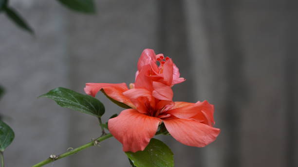 istock Hibiscus Orange Double flower 1357299480