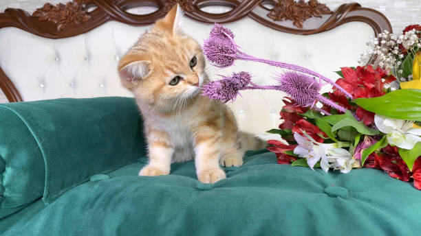 gatinho listrado de gengibre vermelho cheirando buquê de flores vermelhas na cama de gato verde no quarto. gato chinchila britânico. animais de estimação adoráveis - rape flower - fotografias e filmes do acervo