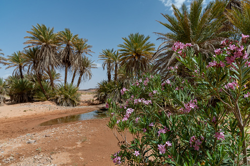 An oasis near erg chebbi. Palm trees and oleanders grow near a waterhole covered with aquatic plants