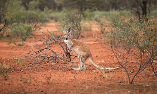 Kangaroos in wild bush, central Australia. Side view kangaroo wildlife stands along road. Red earth and wild bush in Northern Territory