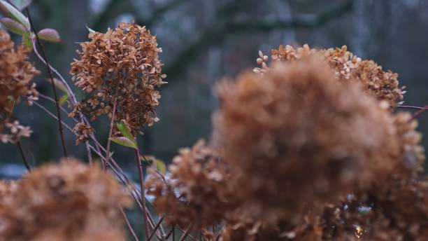 istock Brown Dried Withered Autumn Hortensia Hydrangea Plants Parallax 1357302932