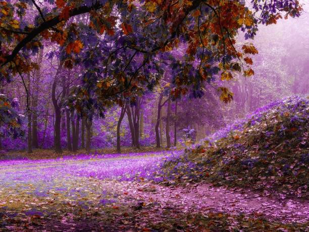 istock Mysterious woods In the morning. 1357303233