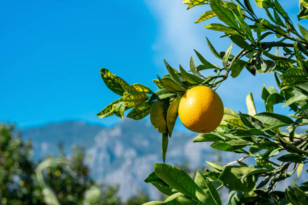 istock ripening orange fruit on a branch in an orchard close-up 1357303404