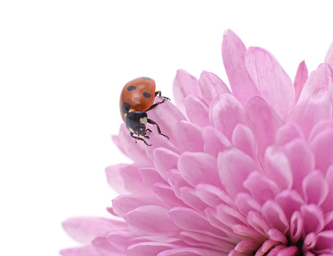 Ladybug on a pink chrysanthemum isolated on a white background.