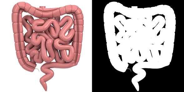 Xray anterior or front view of full human digestive system 3D rendering illustration with male body contours. Human anatomy, gastrointestinal tract, medical, biology, science, healthcare concepts.