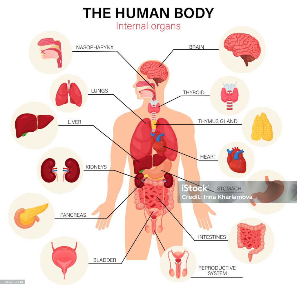 Ilustración del cuerpo humano