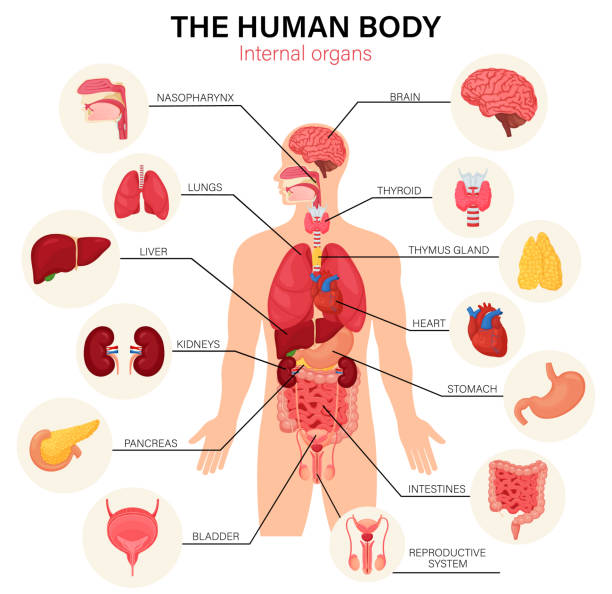 ciało ludzkie narządy wewnętrzne diagram płaski plakat infograficzny z ikonami nazwy obrazów lokalizacja i definicje ilustracja wektorowa. serce i mózg, wątroba i nerki. grasica i układ rozrodczy - anatomia człowieka stock illustrations