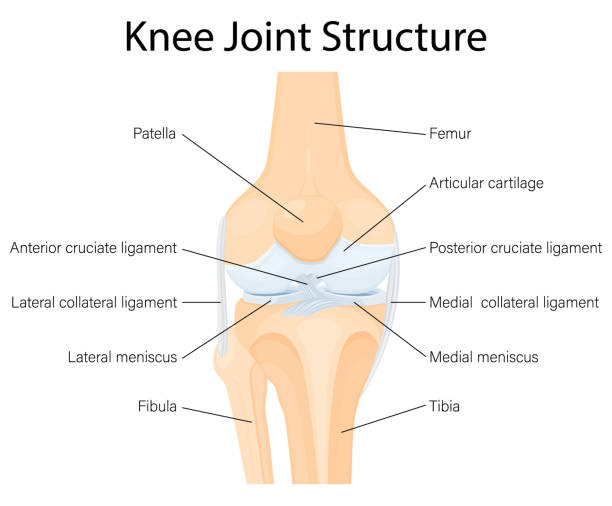 illustrations, cliparts, dessins animés et icônes de anatomie de l’articulation du genou humain. ligaments du genou. ligaments croisés antérieurs et postérieurs, rotules et quadriceps, tendons, ligaments collatéraux médiaux et latéraux. illustration plate vectorielle - ménisque