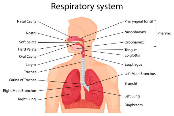 stockillustraties, clipart, cartoons en iconen met human respiratory system with description of the corresponding parts. anatomical vector illustration in flat style isolated over white background. - breathing