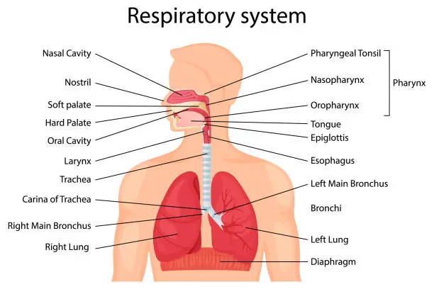 Vector illustration of Human respiratory system with description of the corresponding parts. Anatomical vector illustration in flat style isolated over white background.