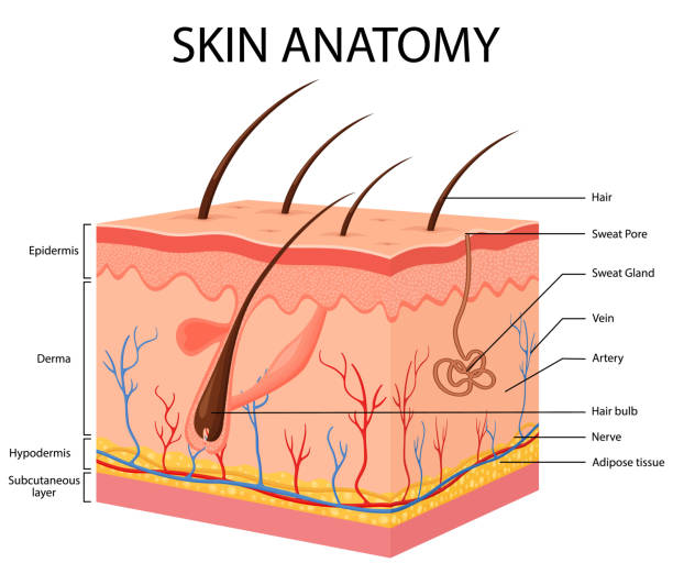 ilustraciones, imágenes clip art, dibujos animados e iconos de stock de anatomía de la piel del cuerpo humano ilustración vectorial con partes vena arteria cabello glándula sudorípara epidermis dermis e hipodermis - dermis