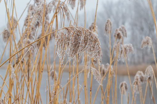 Wrapped reeds in the frosty bottom of the pond.