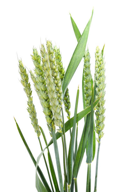 istock Green ears of wheat. 1357304392
