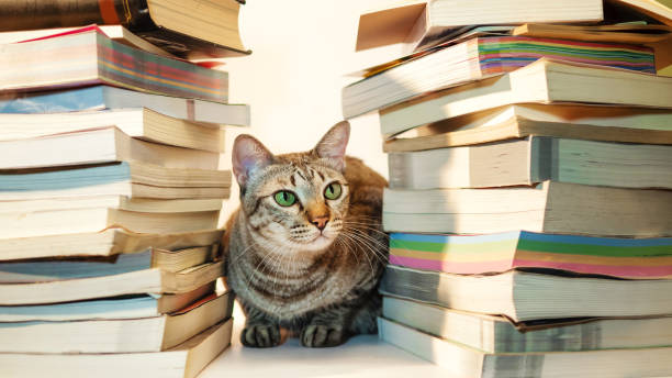 istock tabby cat hiding in a pile of books. 1357304449