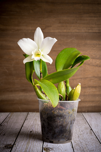 small white and yellow Cattleya orchid in bloom - No name known