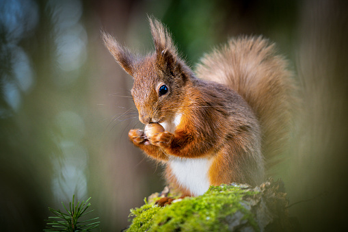 This red squirrel checking it's newly found hazelnut and spins it to check the ripeness