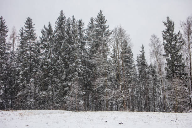 istock Wood in Poland 1357305424