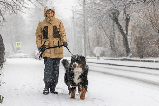 A middle-aged woman wearing a yellow winter jacket is walking with a Bernese mountain dog along a snowy street.