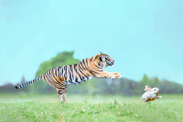 24,199 Tiger Hunting Stock Photos, Pictures & Royalty-Free Images - iStock  | Tiger hunting night, Bengal tiger hunting