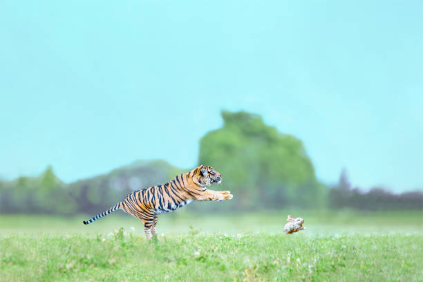 A tiger jumping on a prey in meadow. The jungle law image.