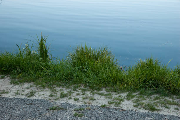 istock green grass and murky blue water 1357308800