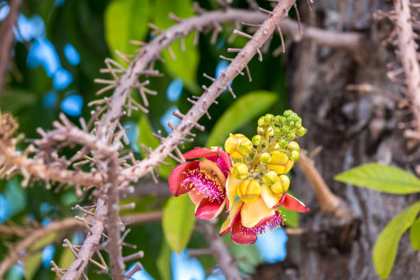 istock Shorea robusta flower. Sala flora or Shorea robusta flower on Cannonball Tree. Beautiful Shorea robusta blooming or Cannonball tree with natural environment 1357310209