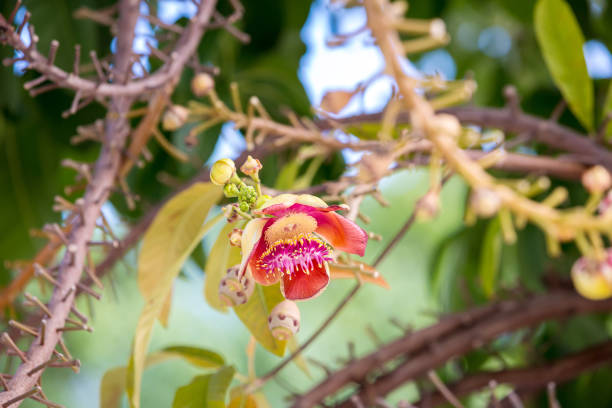 istock Shorea robusta flower. Sala flora or Shorea robusta flower on Cannonball Tree. Beautiful Shorea robusta blooming or Cannonball tree with natural environment 1357310211